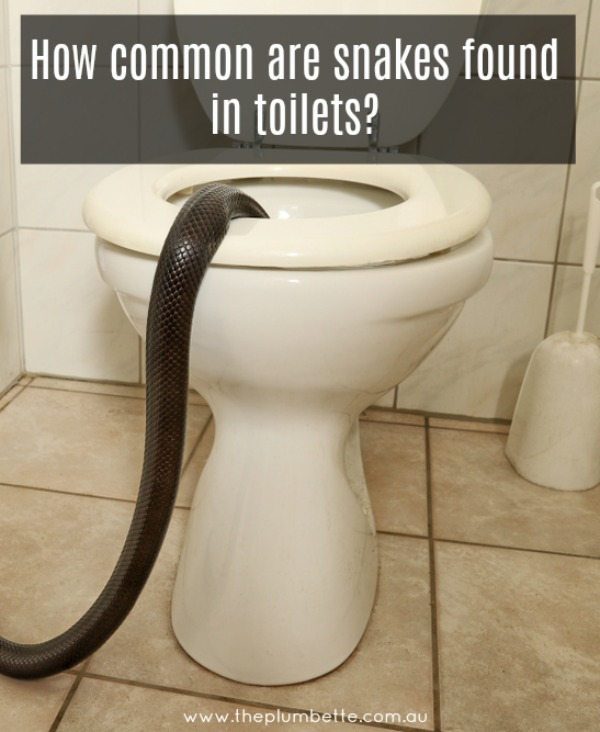 how common are snakes in toilets