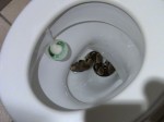 loosnake
