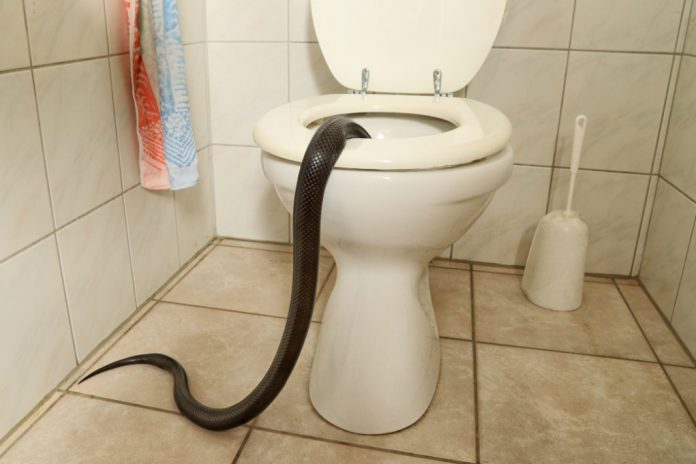 how common are snakes in toilet bowl