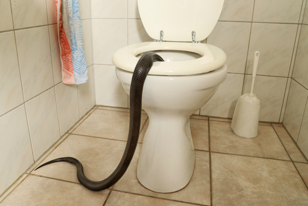 https://www.theplumbette.com.au/wp-content/uploads/2014/02/snake-in-toilet-bowl.jpg