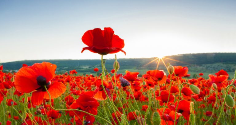 The Last Post