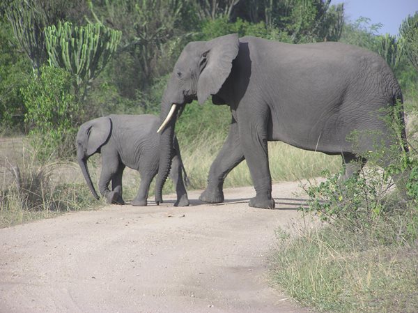 It was amazing seeing these beautiful creatures in the wild.