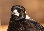 australian-magpie-432765_640