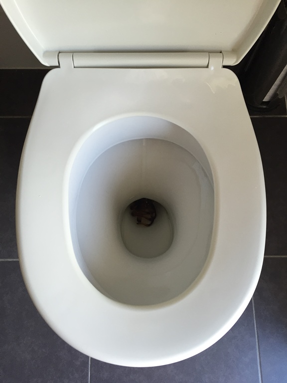 clip in toilet