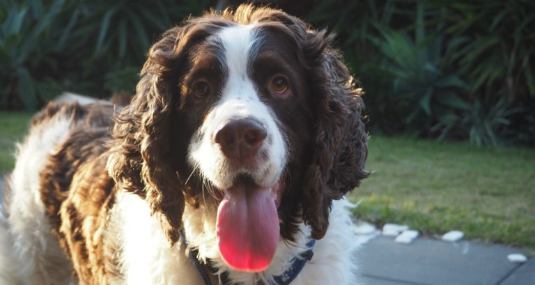 We Had to Say Goodbye to Our First Baby – Bentley