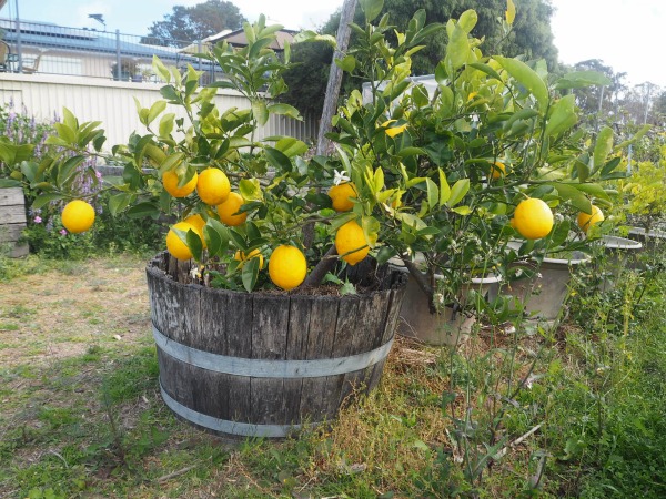 oranges in the country