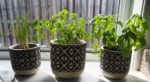 Indoor Plants I’ve Kept Alive (And The Ones That I Let Die)