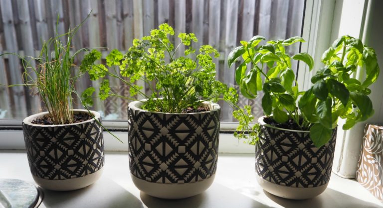 Indoor Plants I’ve Kept Alive (And The Ones That Didn’t Survive)