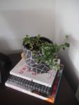 Ivy indoor plants