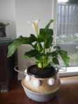 arum lily indoor plant