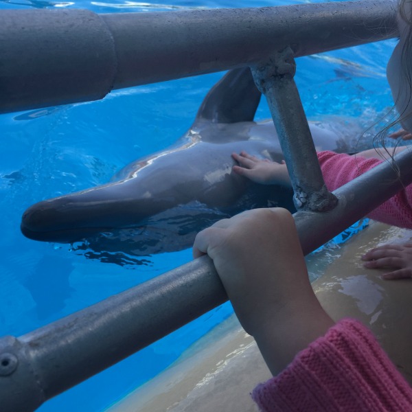 Dolphin Marina Magic touching a dolphin