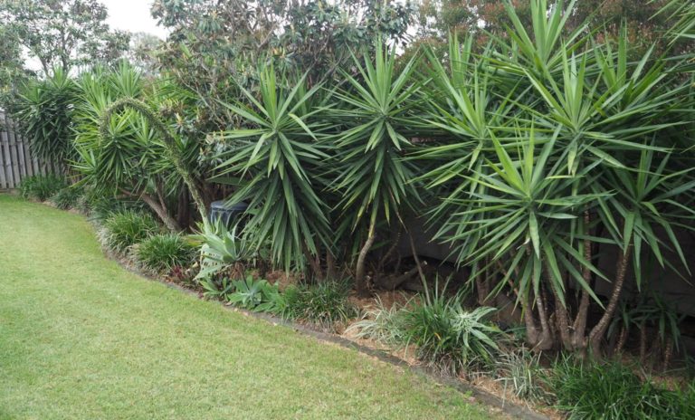 A week of house maintenance gardening