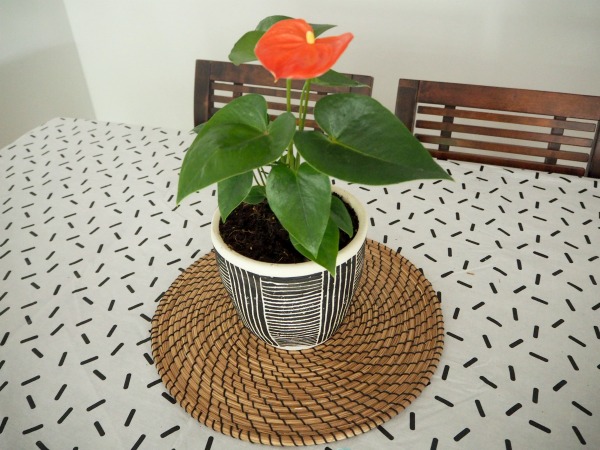 new plant for dining table