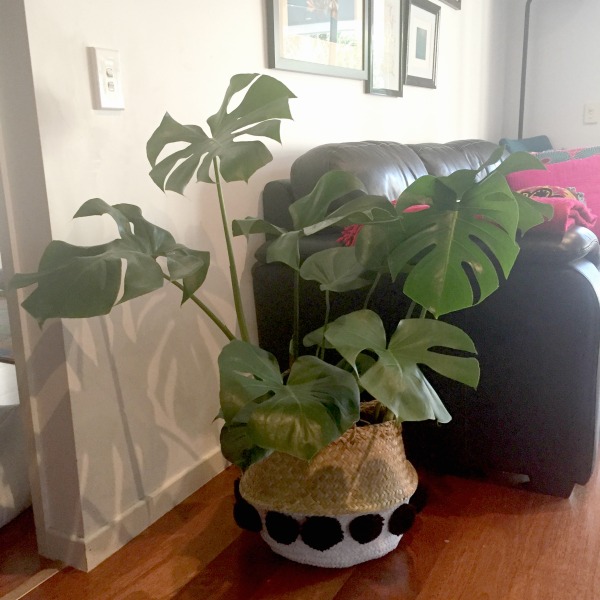 philodendron plant