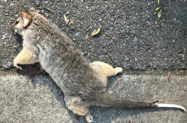 What We Learned After Walking Past a Dead Possum