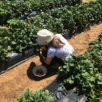 strawberry picking