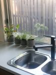 Herbs in kitchen