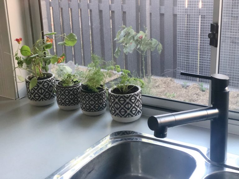A guide to growing herbs in the kitchen