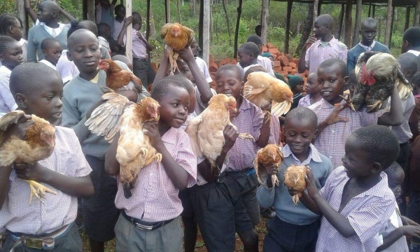 chickens for eggs