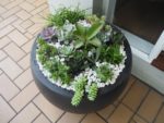 how to make a succulent pot