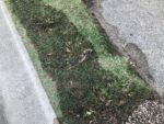 Wet patch in front yard