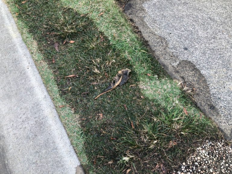 Wet Patch in my Front Yard