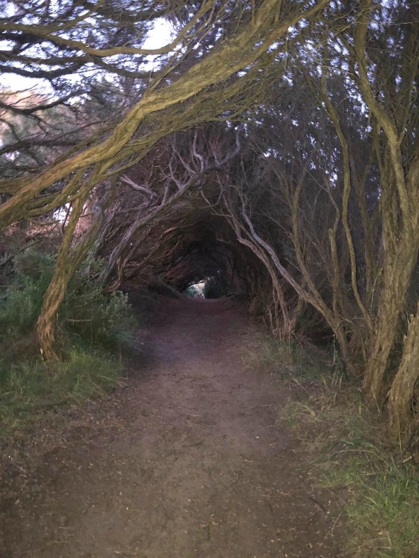 Bushrangers Bay Walking Track Tree Cave