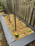 mulch vegetable garden