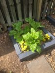 silverbeet