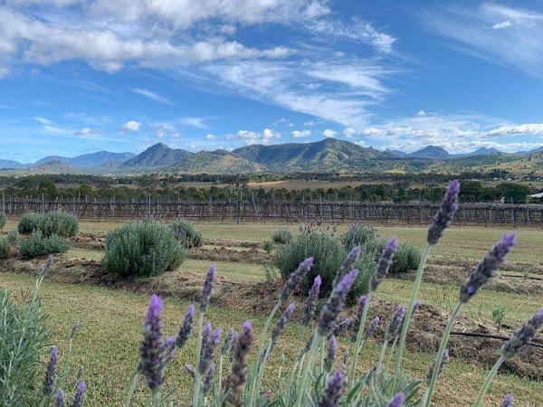 Kooroomba vineyard and lavender farm view
