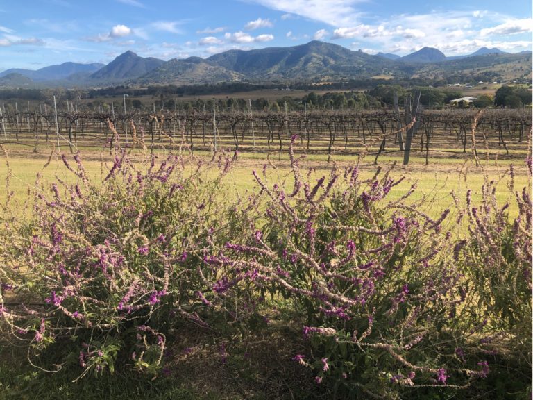 scenic rim half day trip