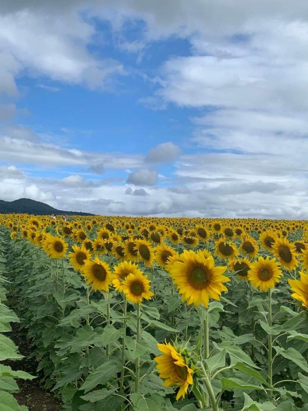 a field of sunflowers in Kalbar QLD