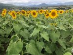Sunflowers at kalbar