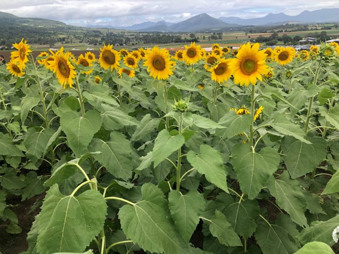 Sunflowers at Kalbar Sunflower Festival