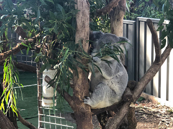 Rescued Koala at Port Macquarie Koala Hospital a must visit for kids