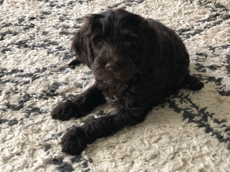 Black labradoodle puppy on white and black rug